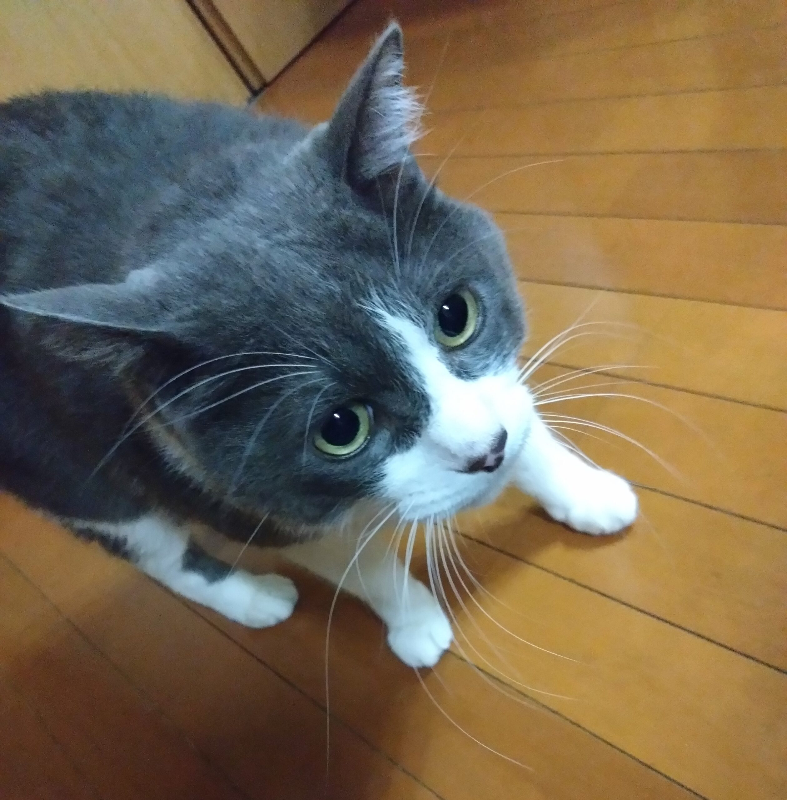 実家の猫